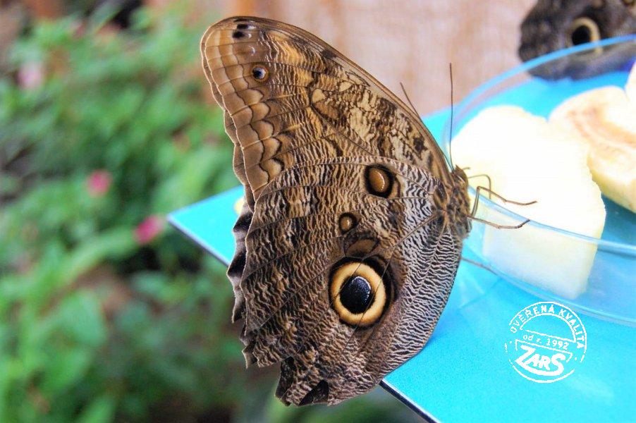 Foto Motýlí dům Karlovy Vary