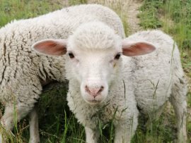 Chalupa Sedloňov k pronájmu, Orlické hory