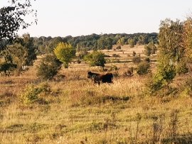 Foto  Rezervace divokých koní a praturů v Milovicích