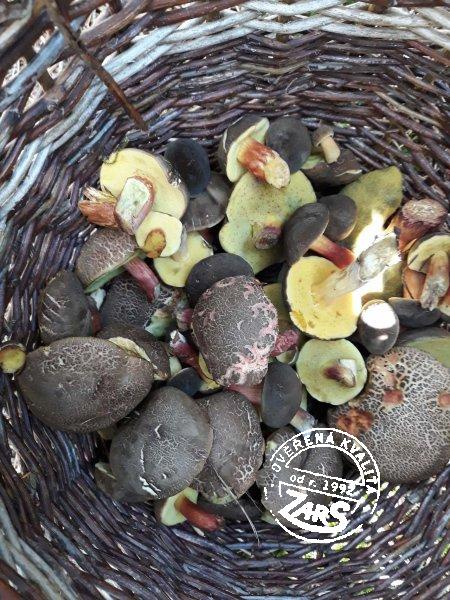 Chalupa Plánička - Lipno houbaření Chalupa Plánička k pronájmu, Šumava a Lipno