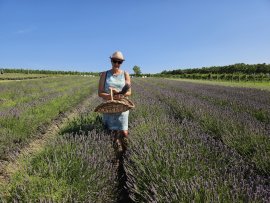 Levandulová farma Starovičky