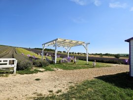 Foto Levandulová farma Starovičky