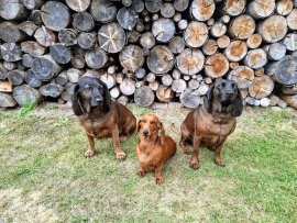 Chalupa Lipovka v Deštné Chalupa Lipovka v Deštné k pronájmu, Jindřichohradecko (Česká Kanada)