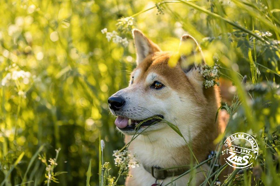 Kam na dovolenou se psem? Chalupy, kde si užijete volnost i přírodu