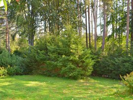 Chata U lesa k pronájmu, Vysočina